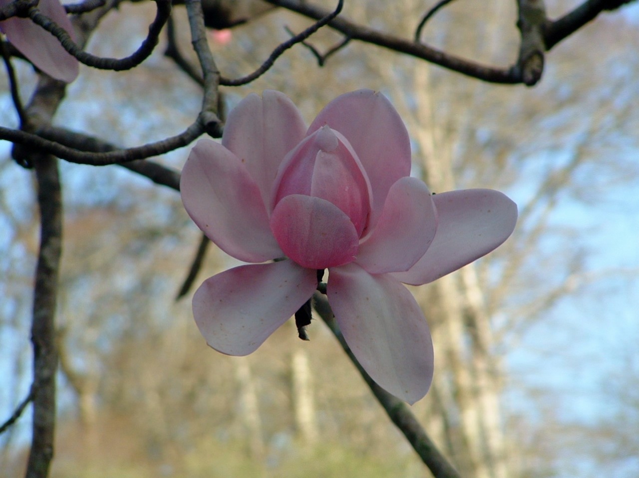 Magnolia campbellii